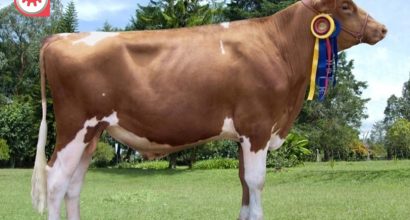 Reprovet-Holstein-Kim-rojo