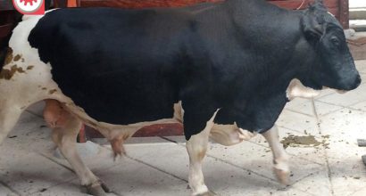 Reprovet-Holstein-nucita