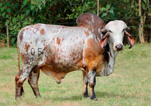 REPROVET-Catalog-GYR REPROVET-Catalog-GYR