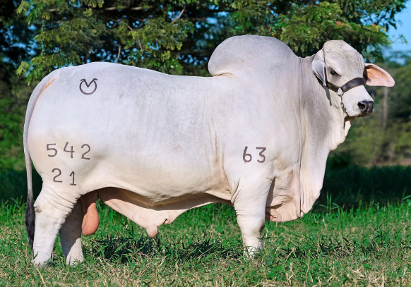 REPROVET-Catalog-MBR-GR REPROVET-Catalog-MBR-GR