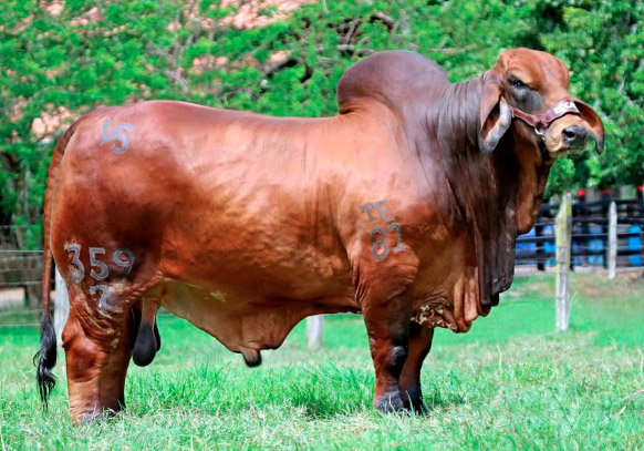 REPROVET-Catalog-MBR-R REPROVET-Catalog-MBR-R