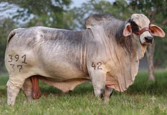 Grey-Brahman-Bulls