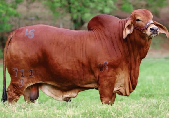 Red-Brahman-Bulls